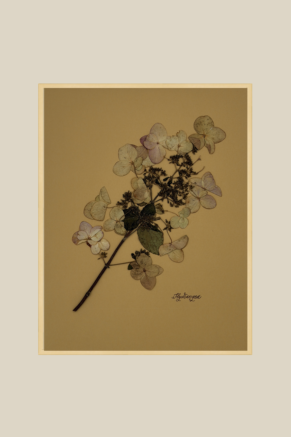 Hydrangea on Mustard
