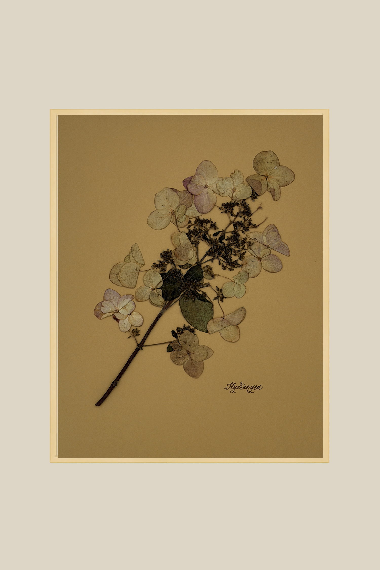 Hydrangea on Mustard