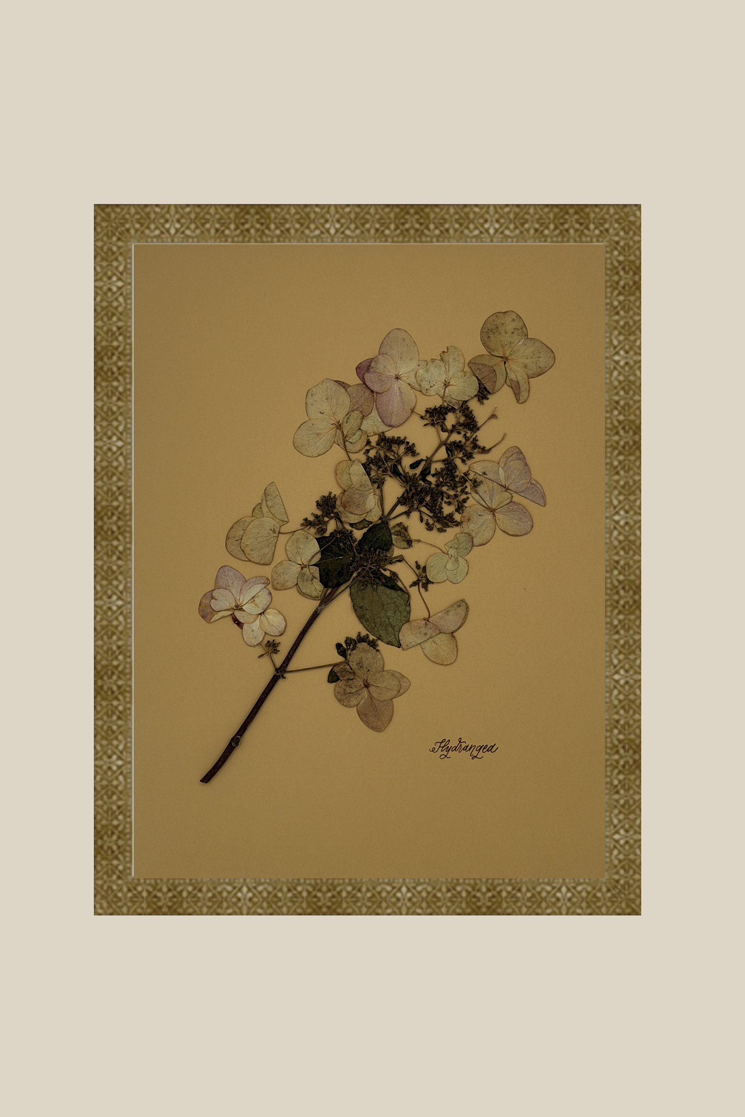 Hydrangea on Mustard