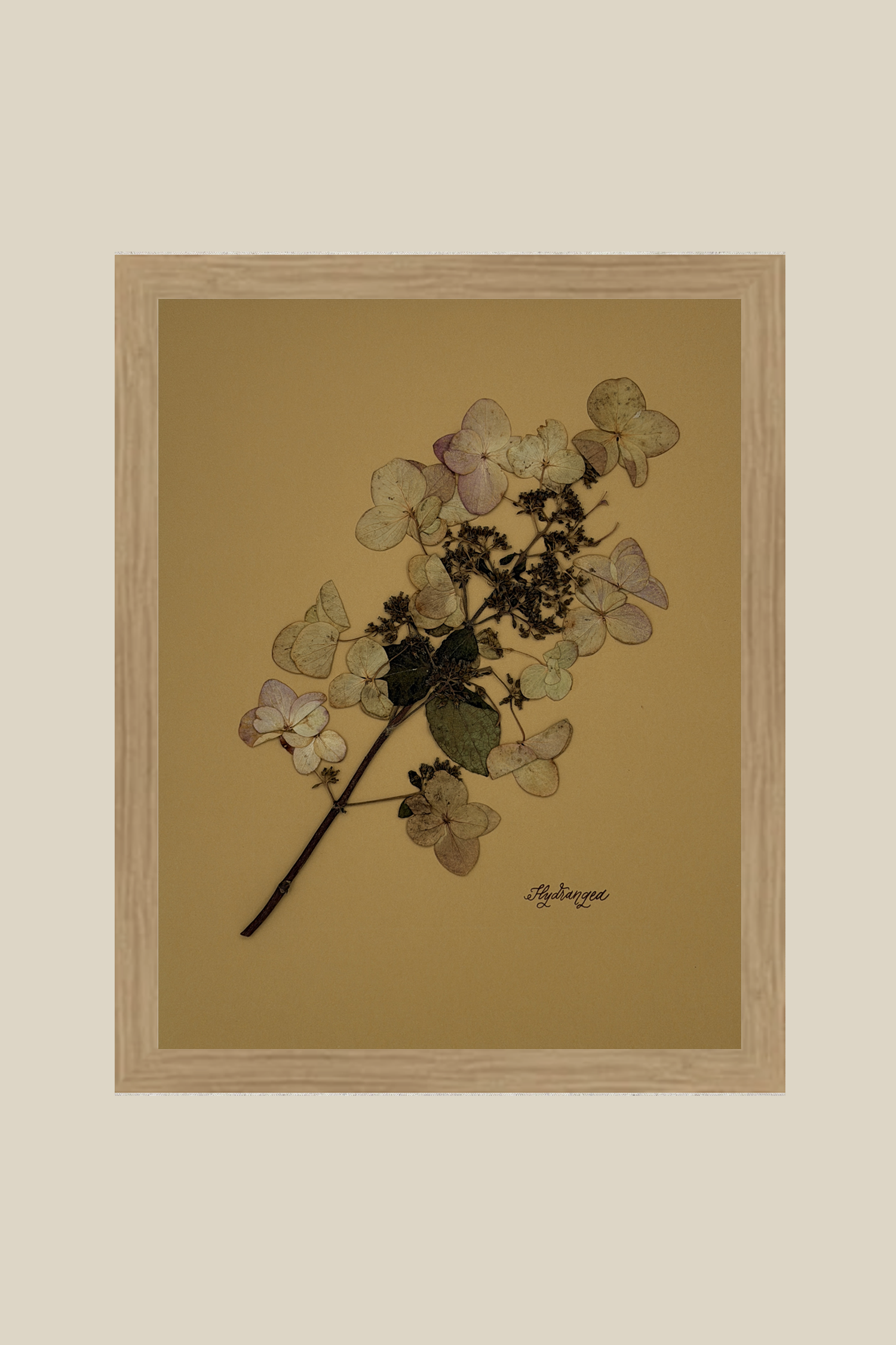 Hydrangea on Mustard