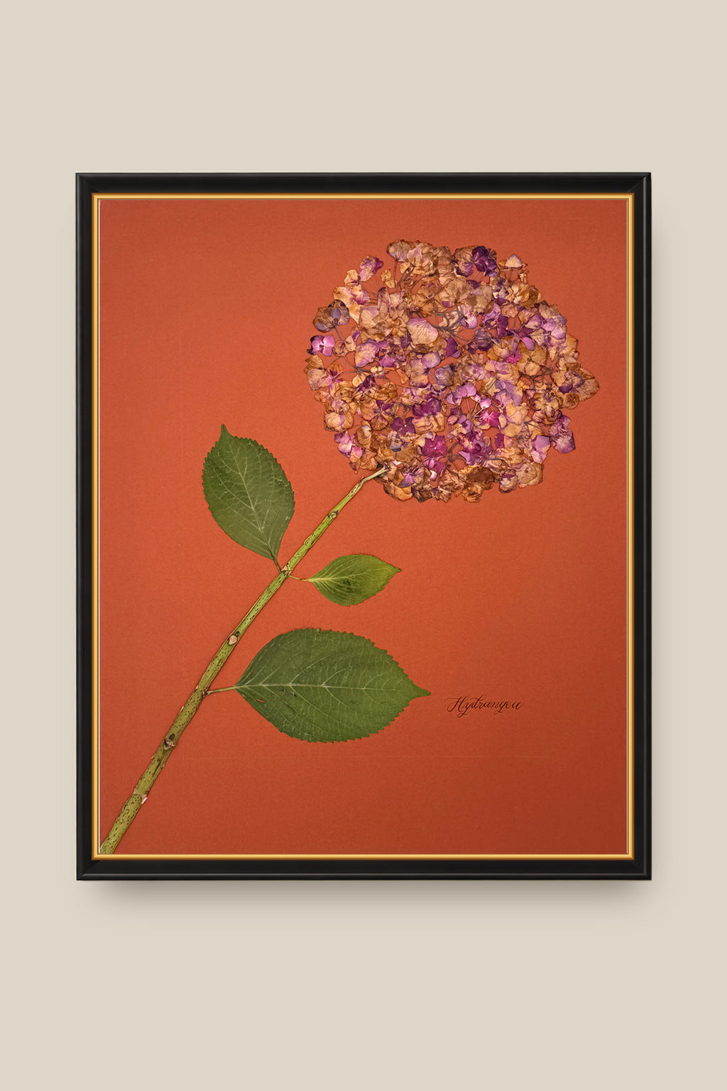 Hydrangea on Rust Framed