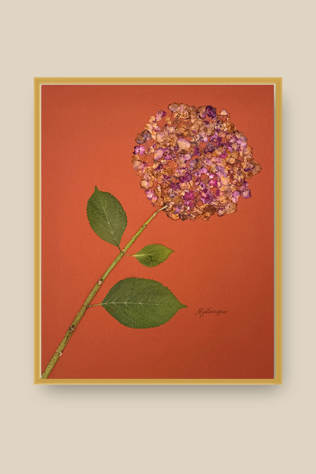 Hydrangea on Rust Framed