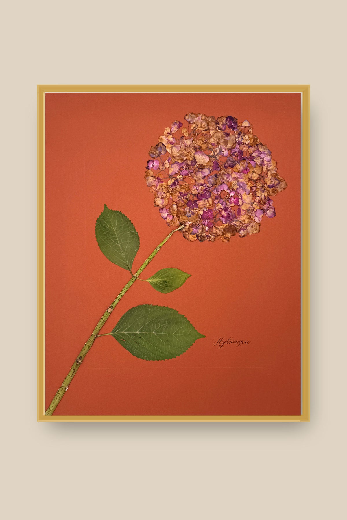 Hydrangea on Rust Framed