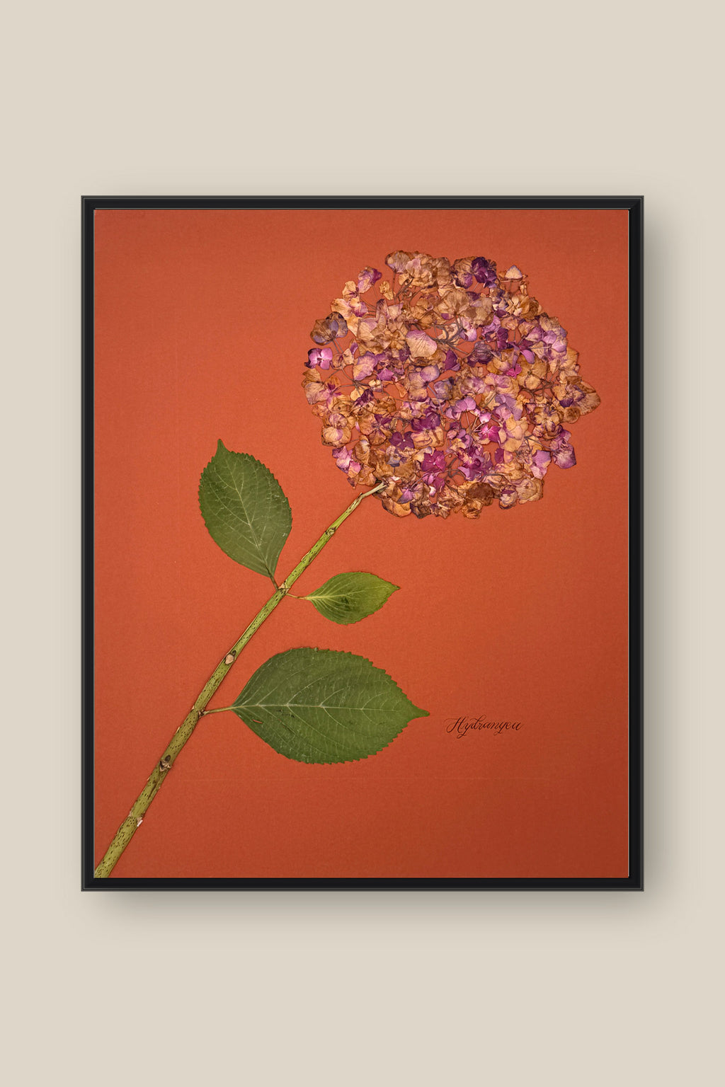 Hydrangea on Rust Framed