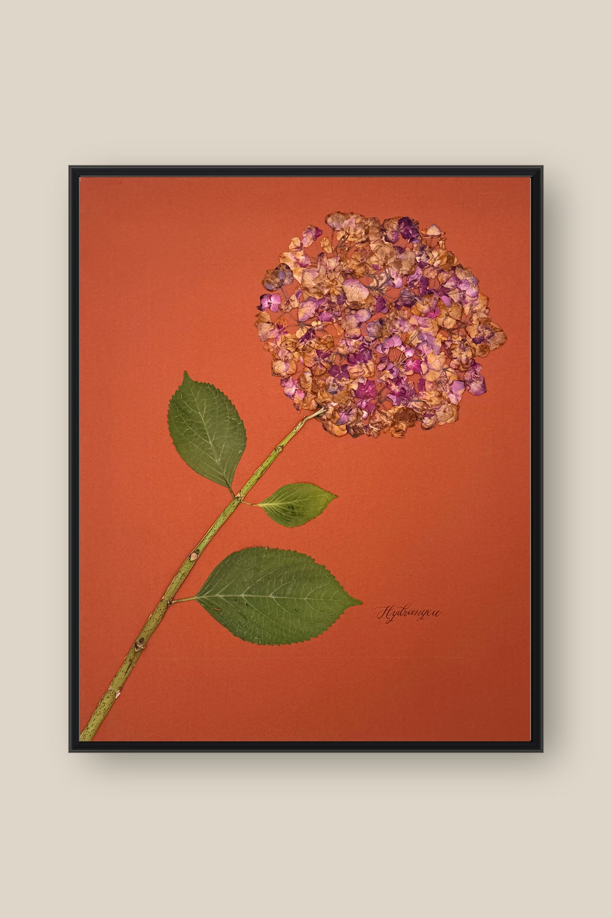 Hydrangea on Rust Framed