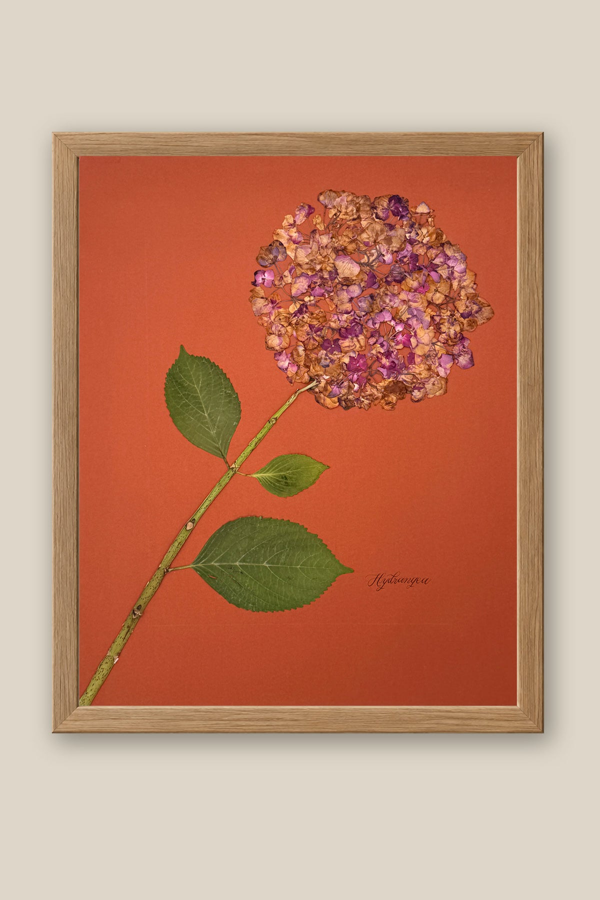 Hydrangea on Rust Framed