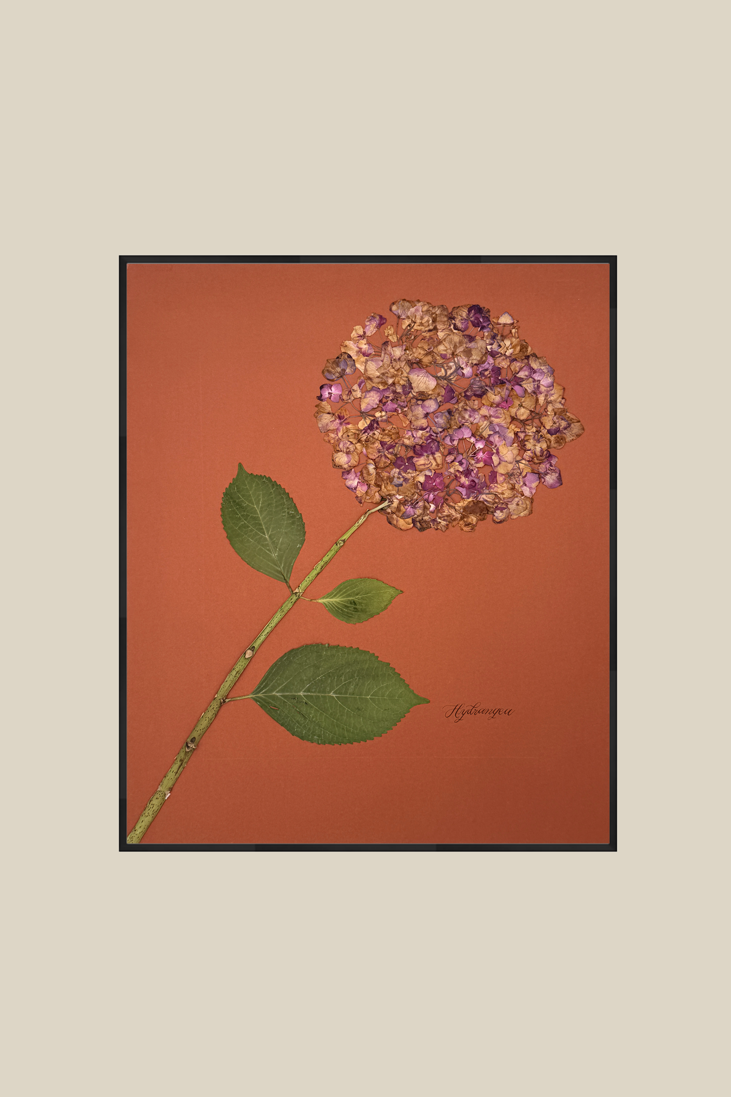 Hydrangea on Rust