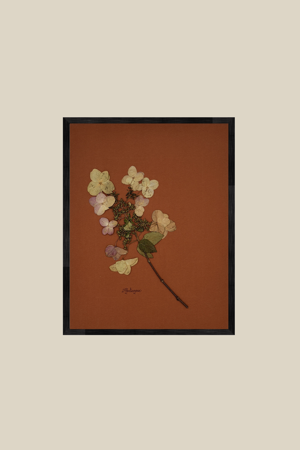 Hydrangea on Rust