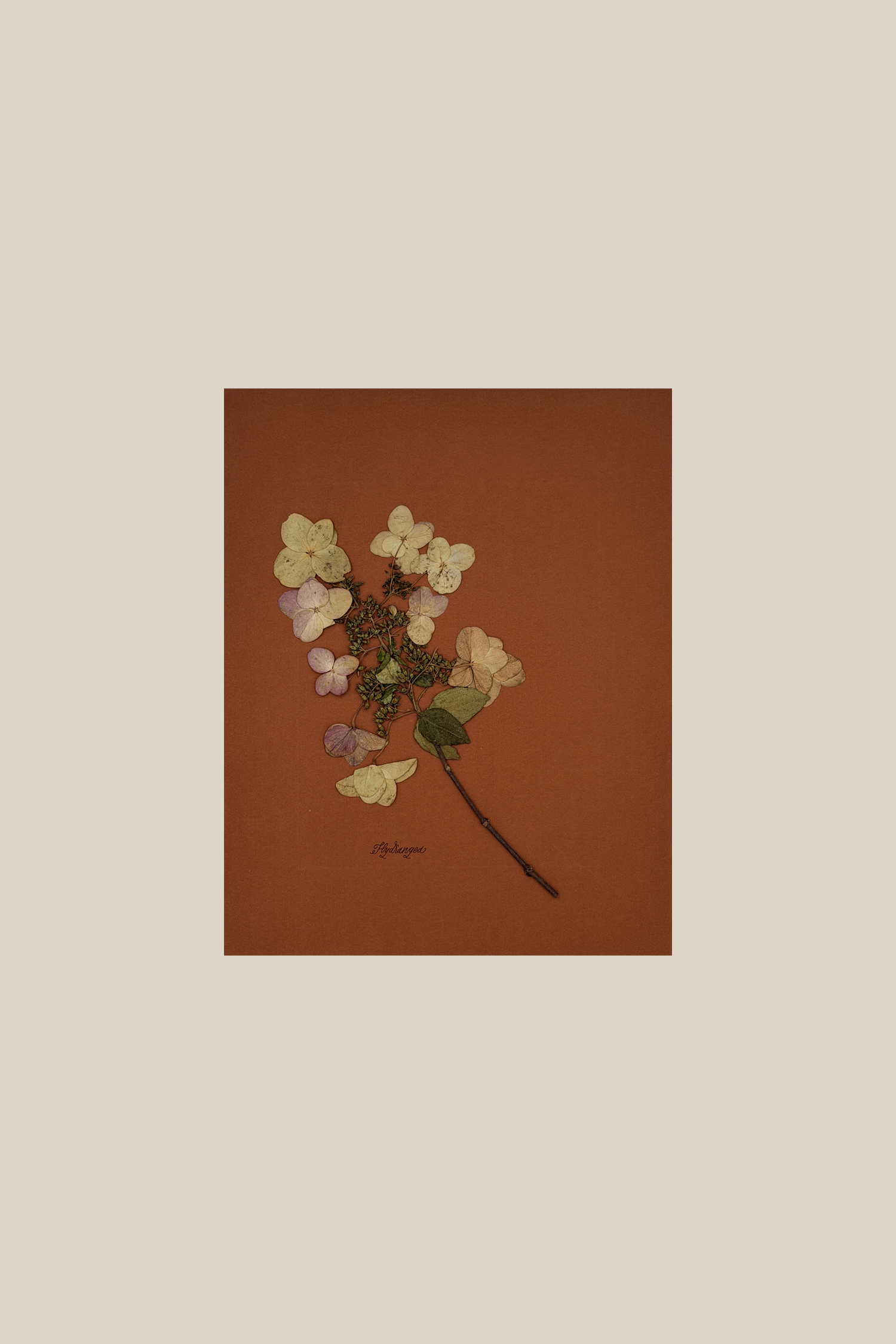 Hydrangea on Rust