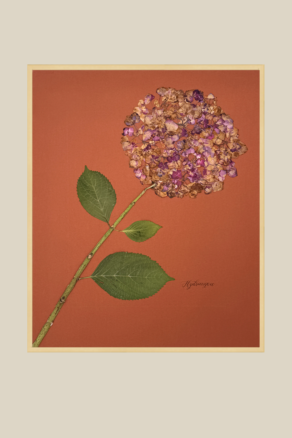 Hydrangea on Rust