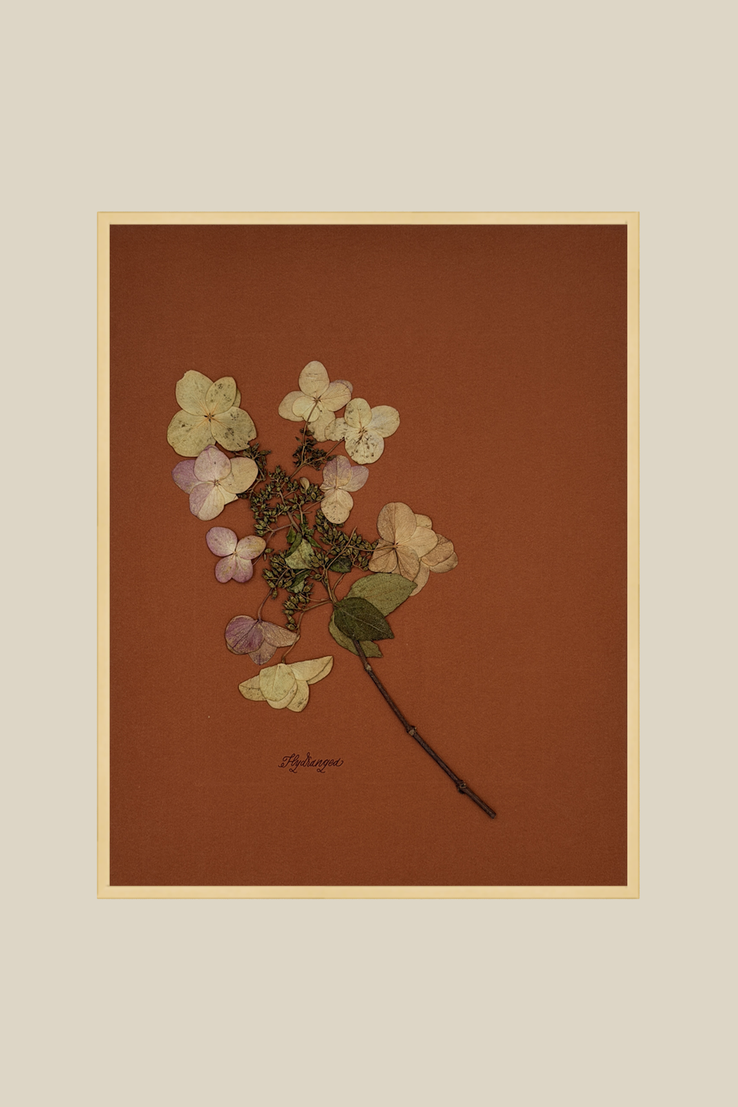 Hydrangea on Rust