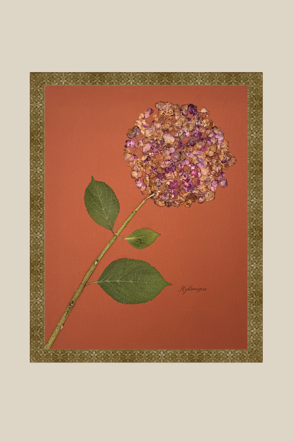 Hydrangea on Rust