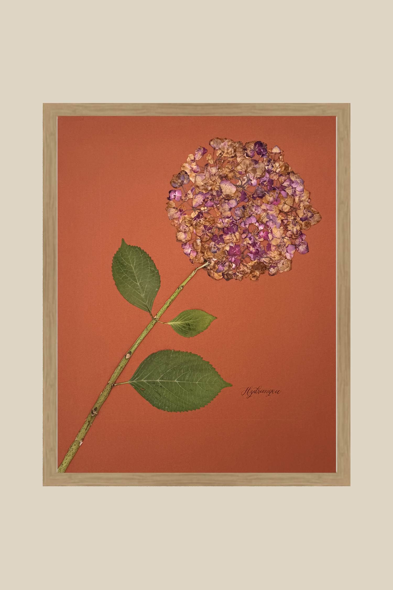 Hydrangea on Rust
