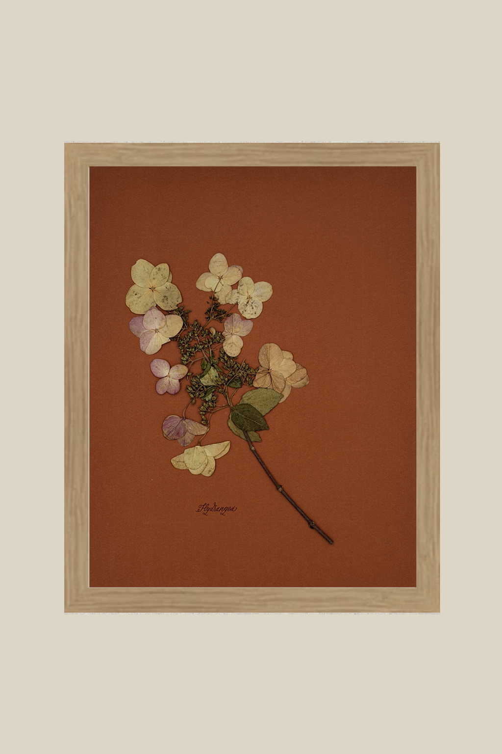 Hydrangea on Rust
