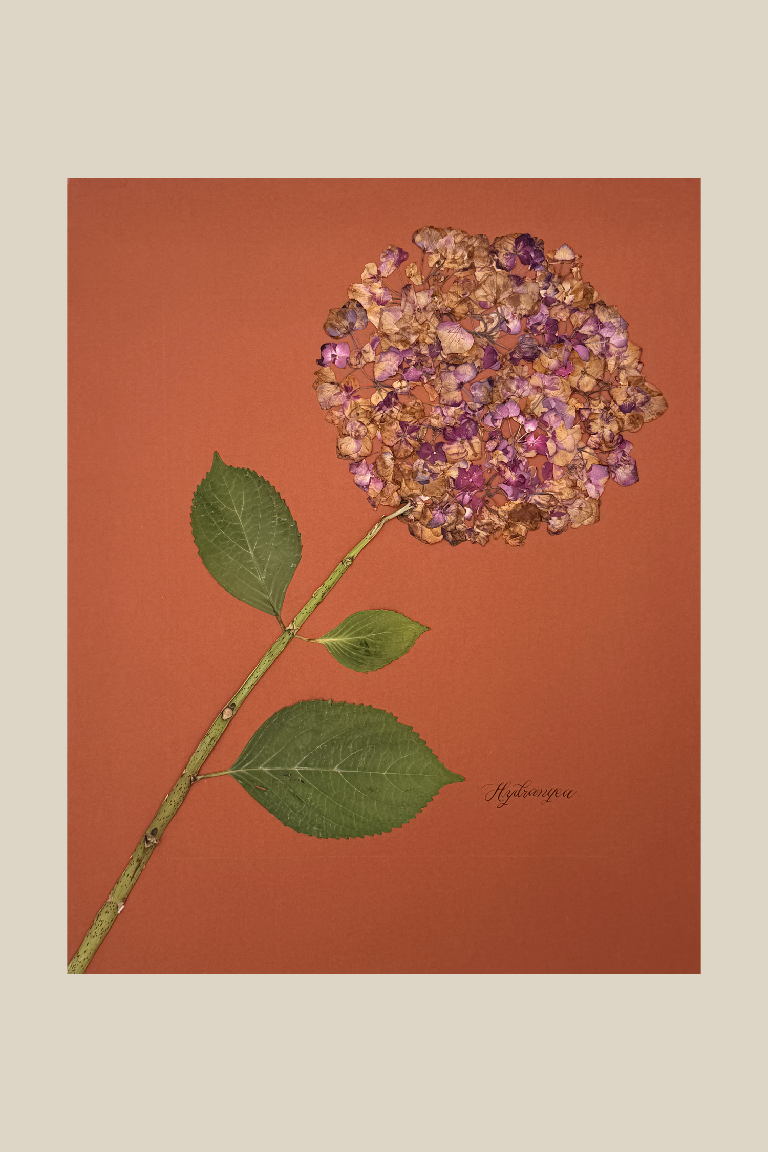 Hydrangea on Rust