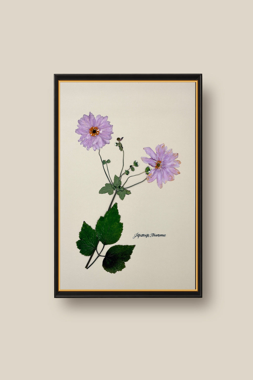 Japanese Anenome Framed