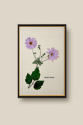 Japanese Anenome Framed