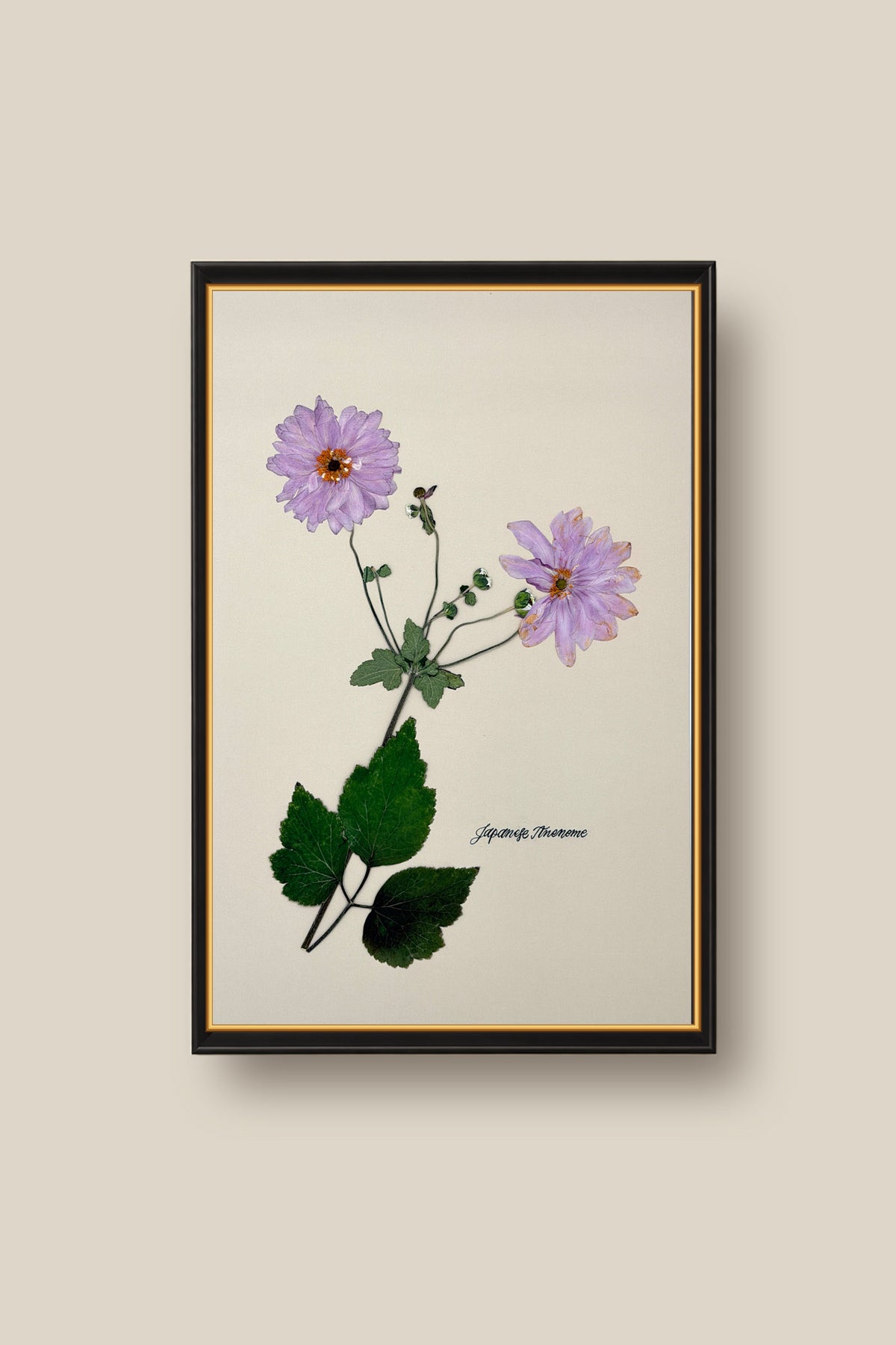 Japanese Anenome Framed