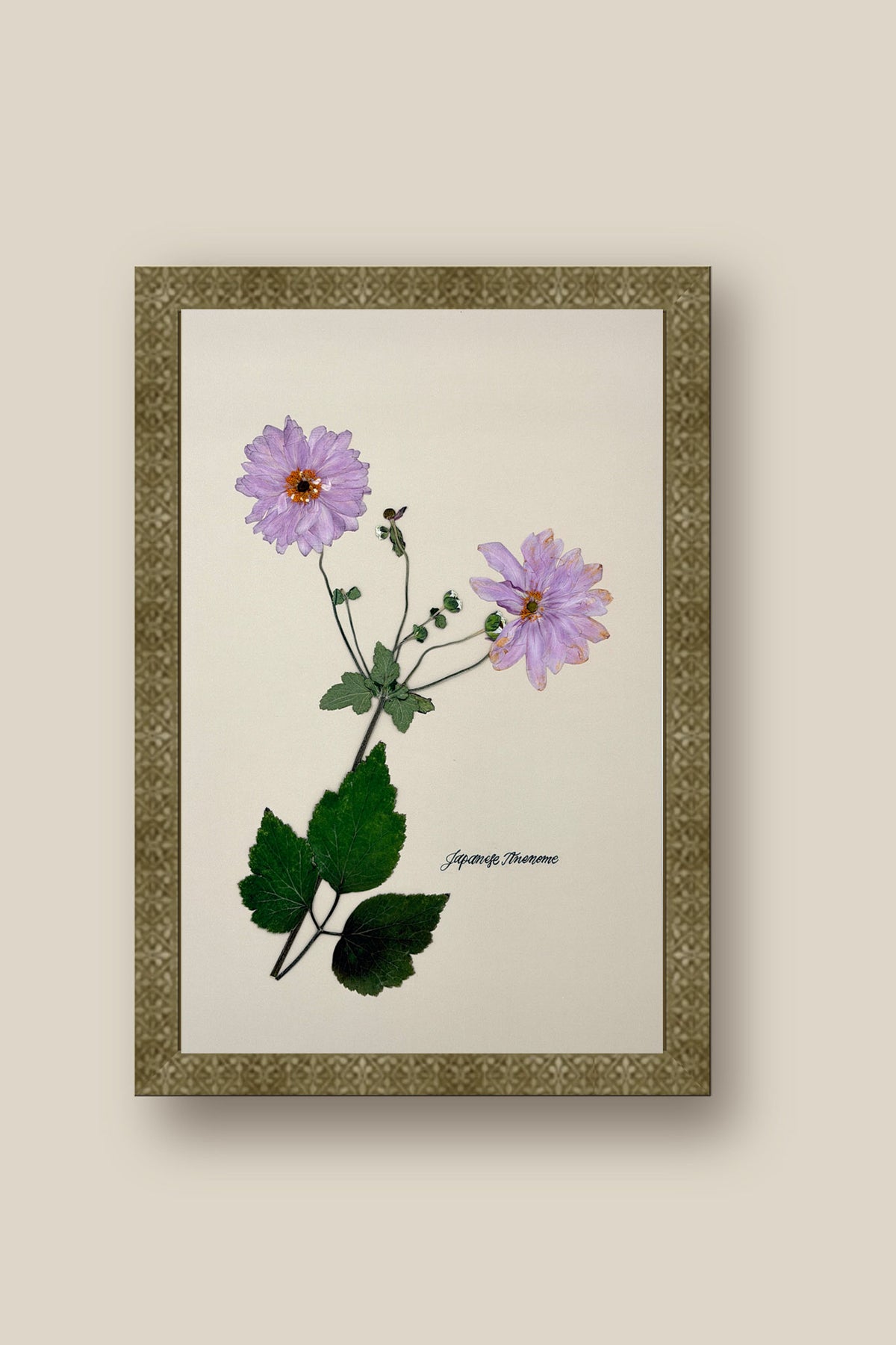 Japanese Anenome Framed