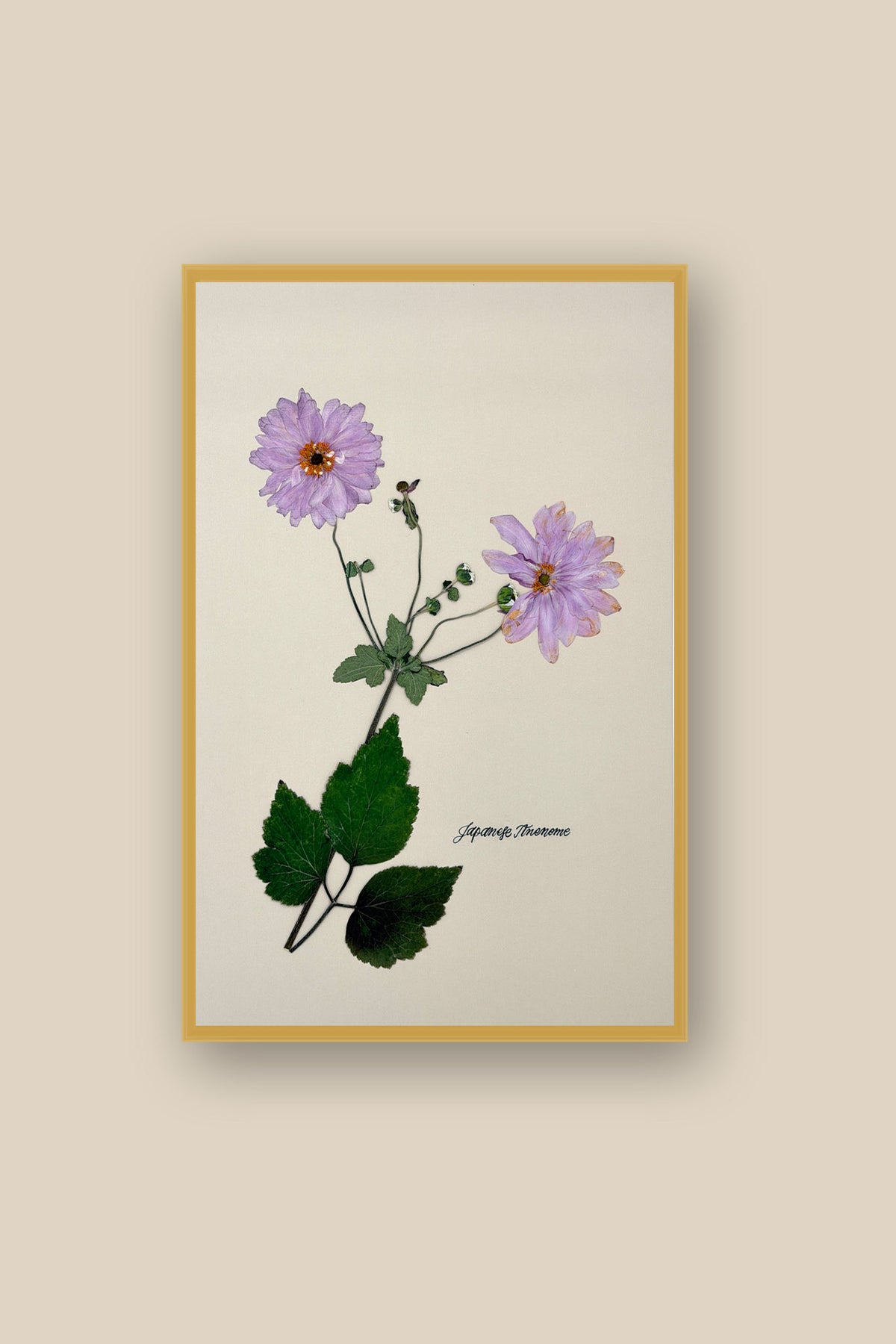 Japanese Anenome Framed