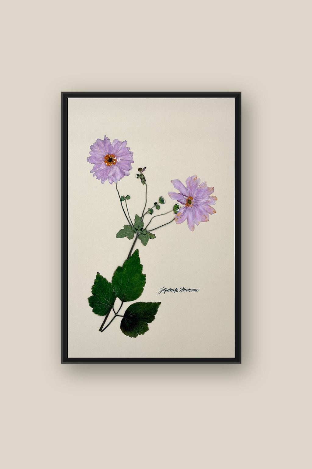 Japanese Anenome Framed
