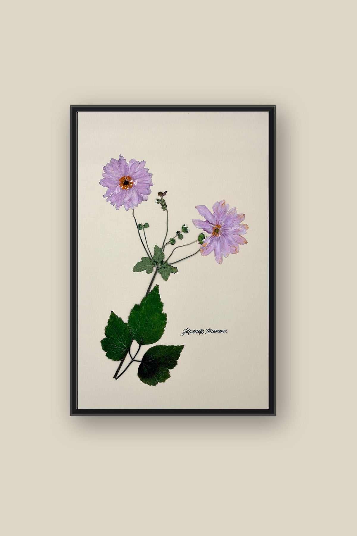 Japanese Anenome Framed