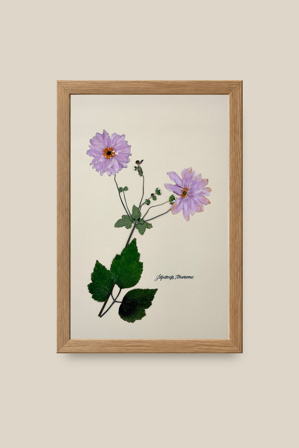 Japanese Anenome Framed