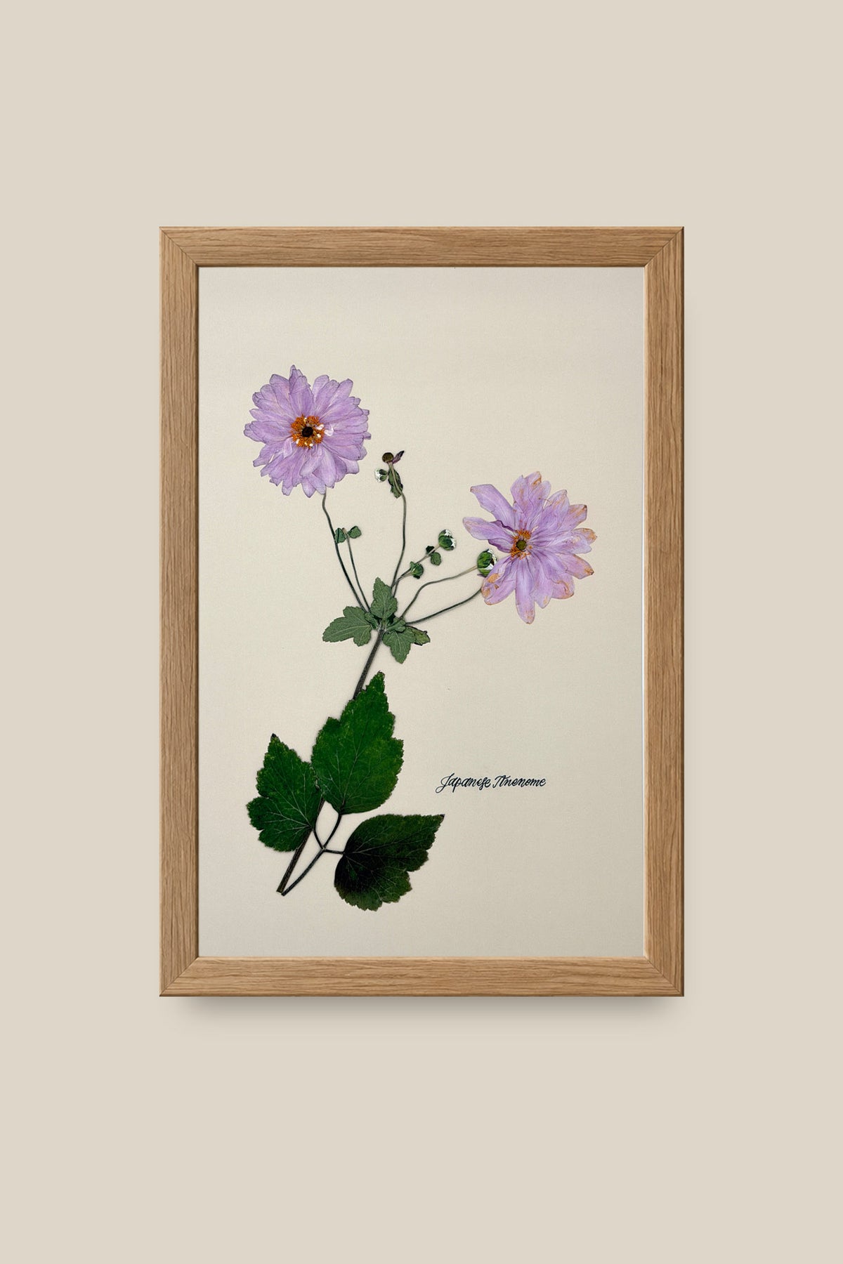 Japanese Anenome Framed