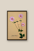 Japanese Anenome