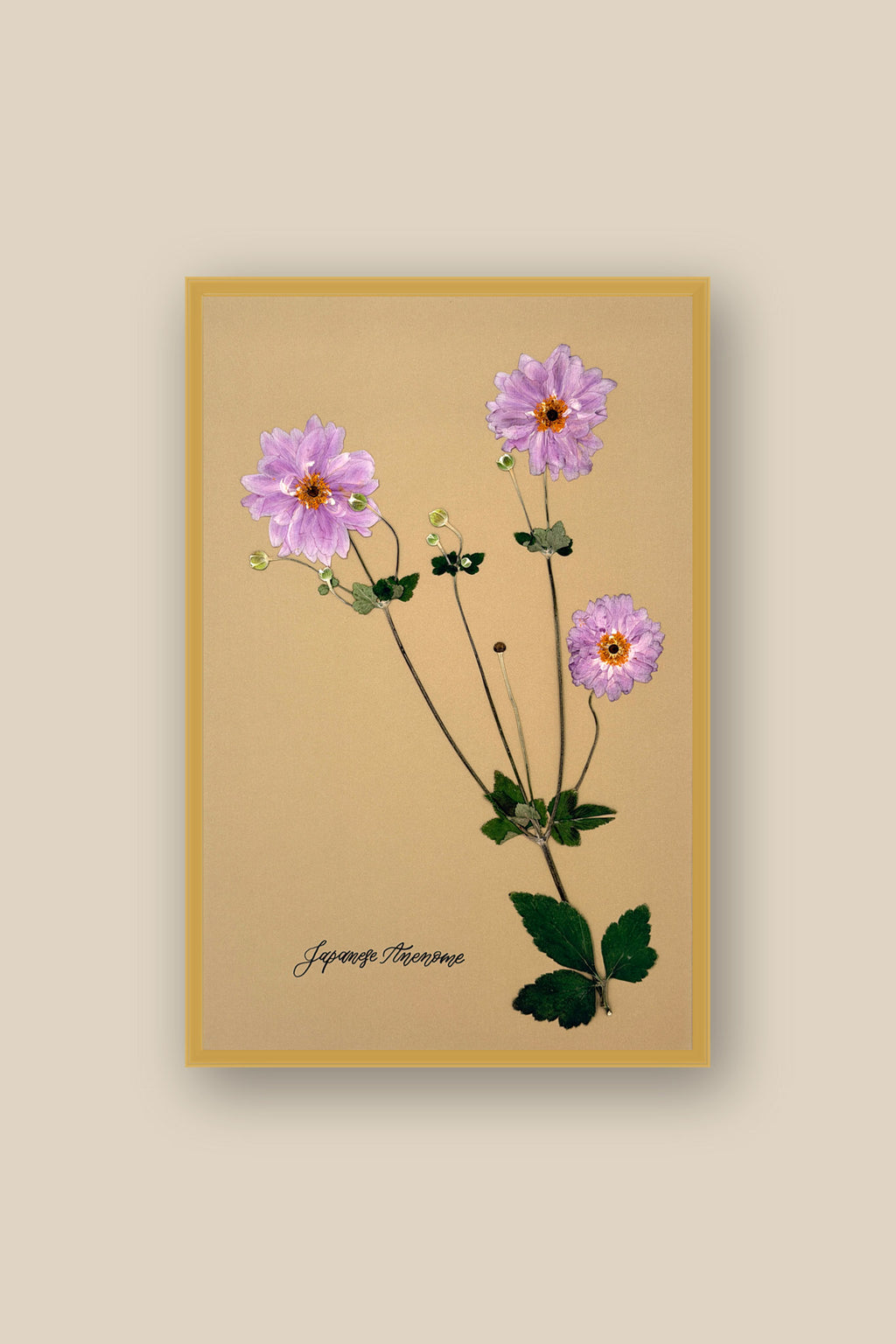 Japanese Anenome