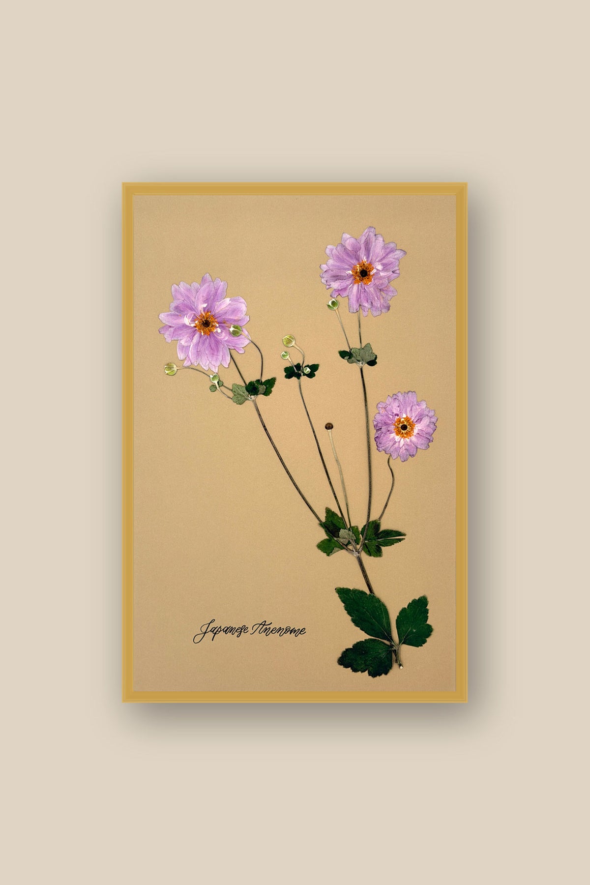 Japanese Anenome