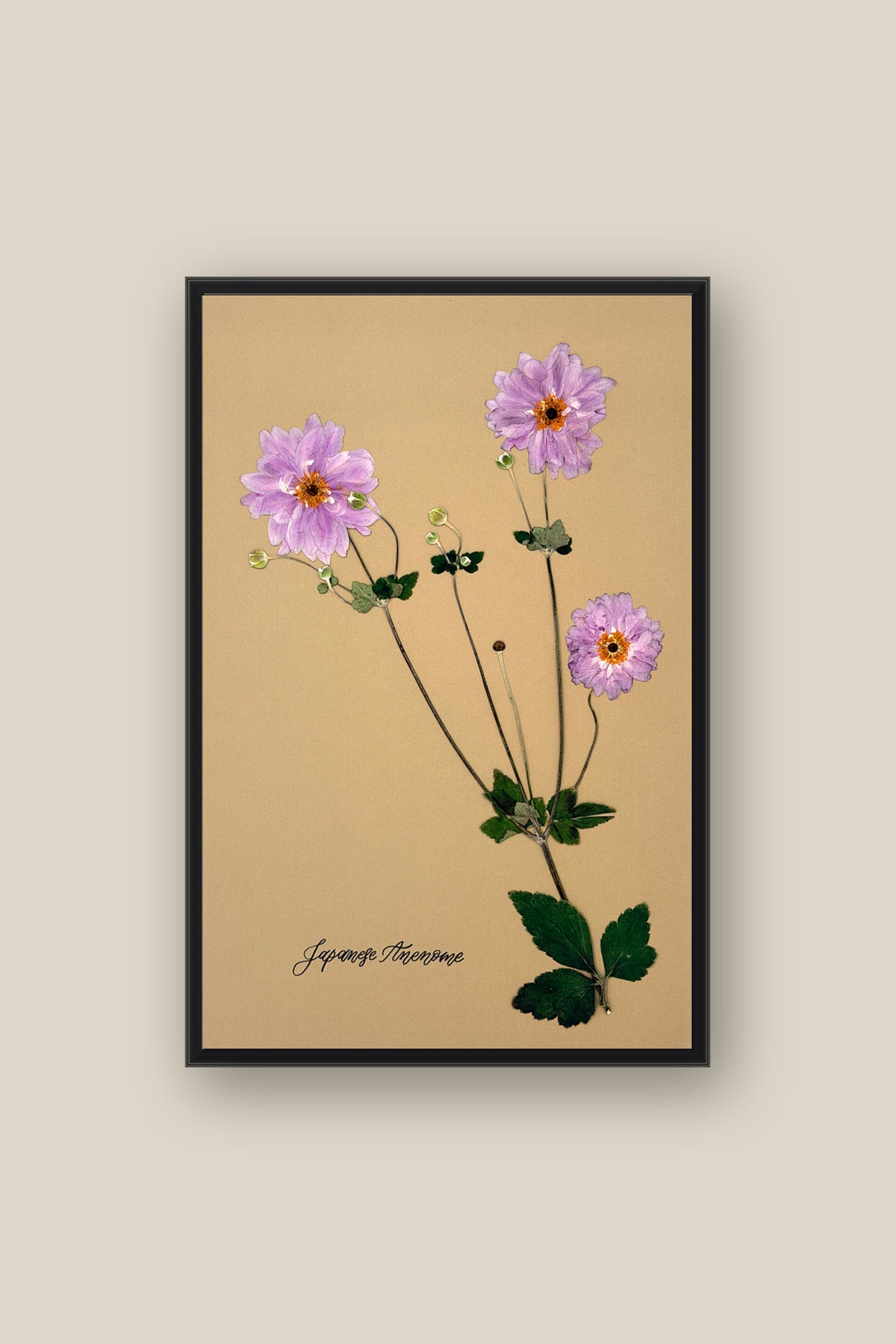 Japanese Anenome