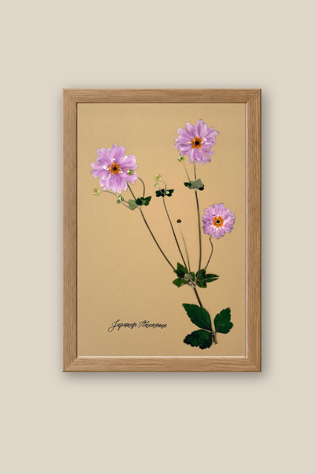 Japanese Anenome