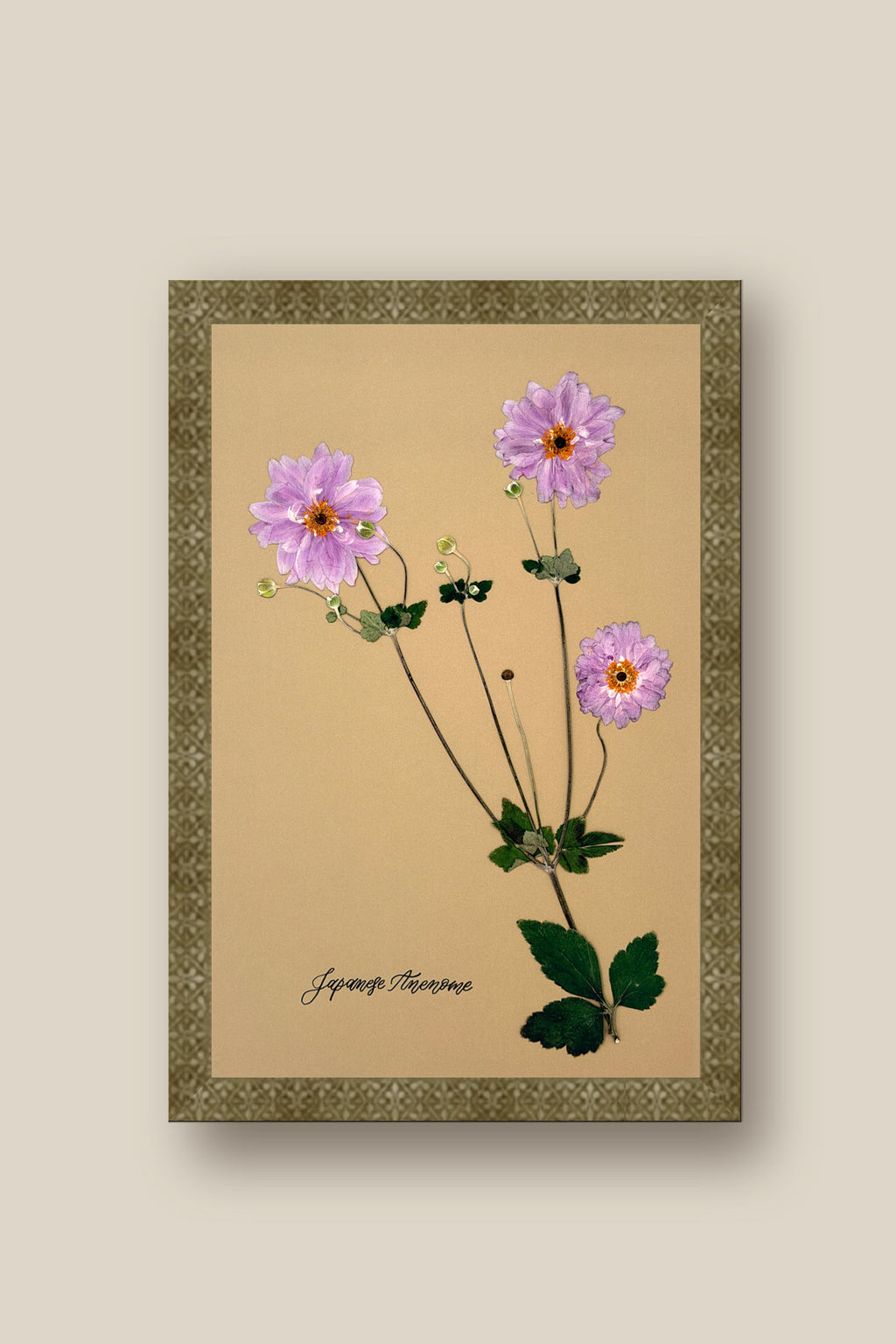 Japanese Anenome