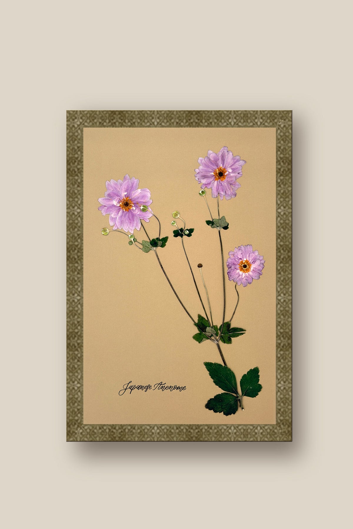 Japanese Anenome