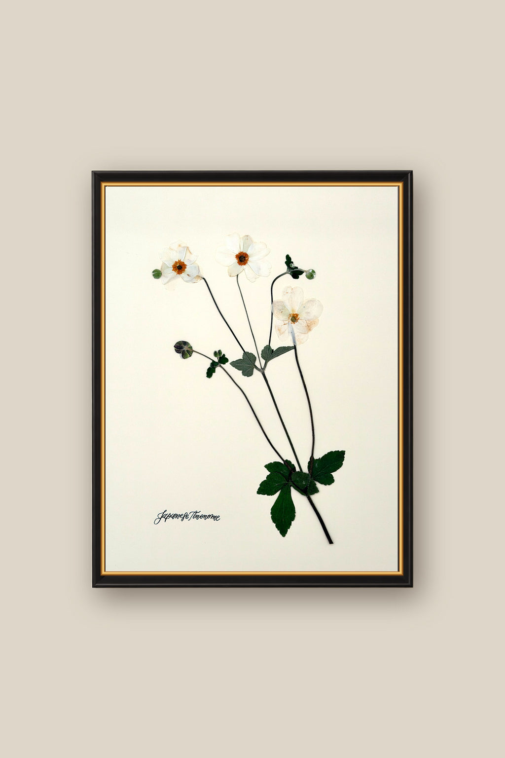 Japanese Anenome on Ivory Framed