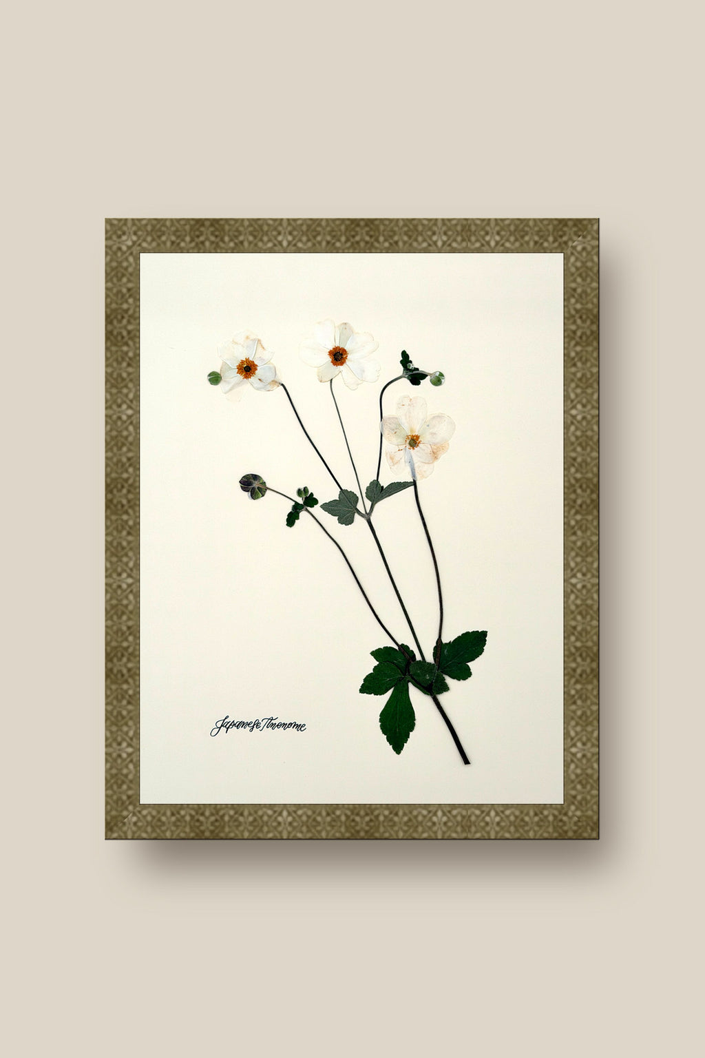 Japanese Anenome on Ivory Framed