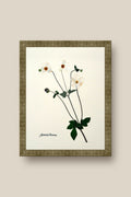 Japanese Anenome on Ivory Framed