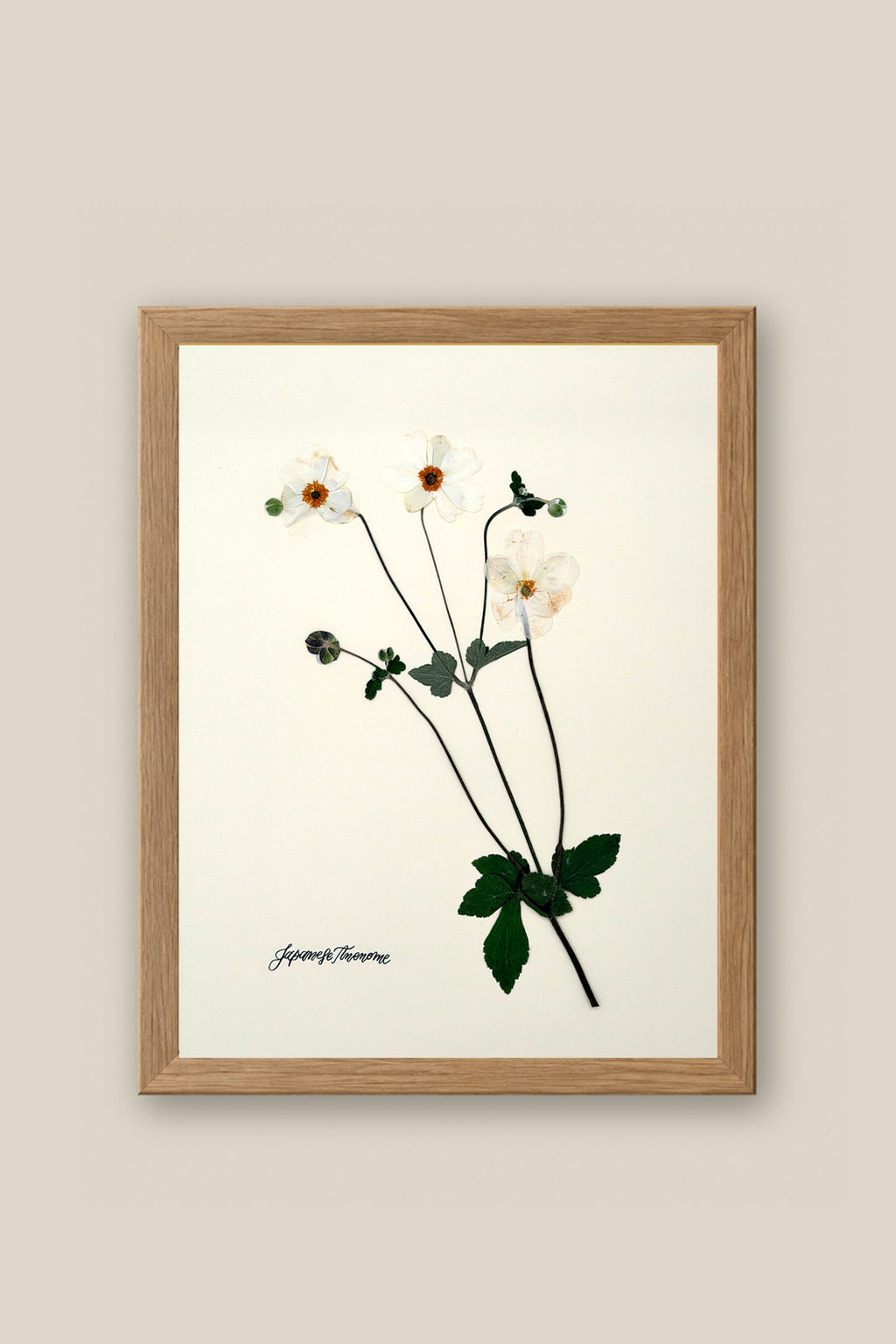 Japanese Anenome on Ivory Framed