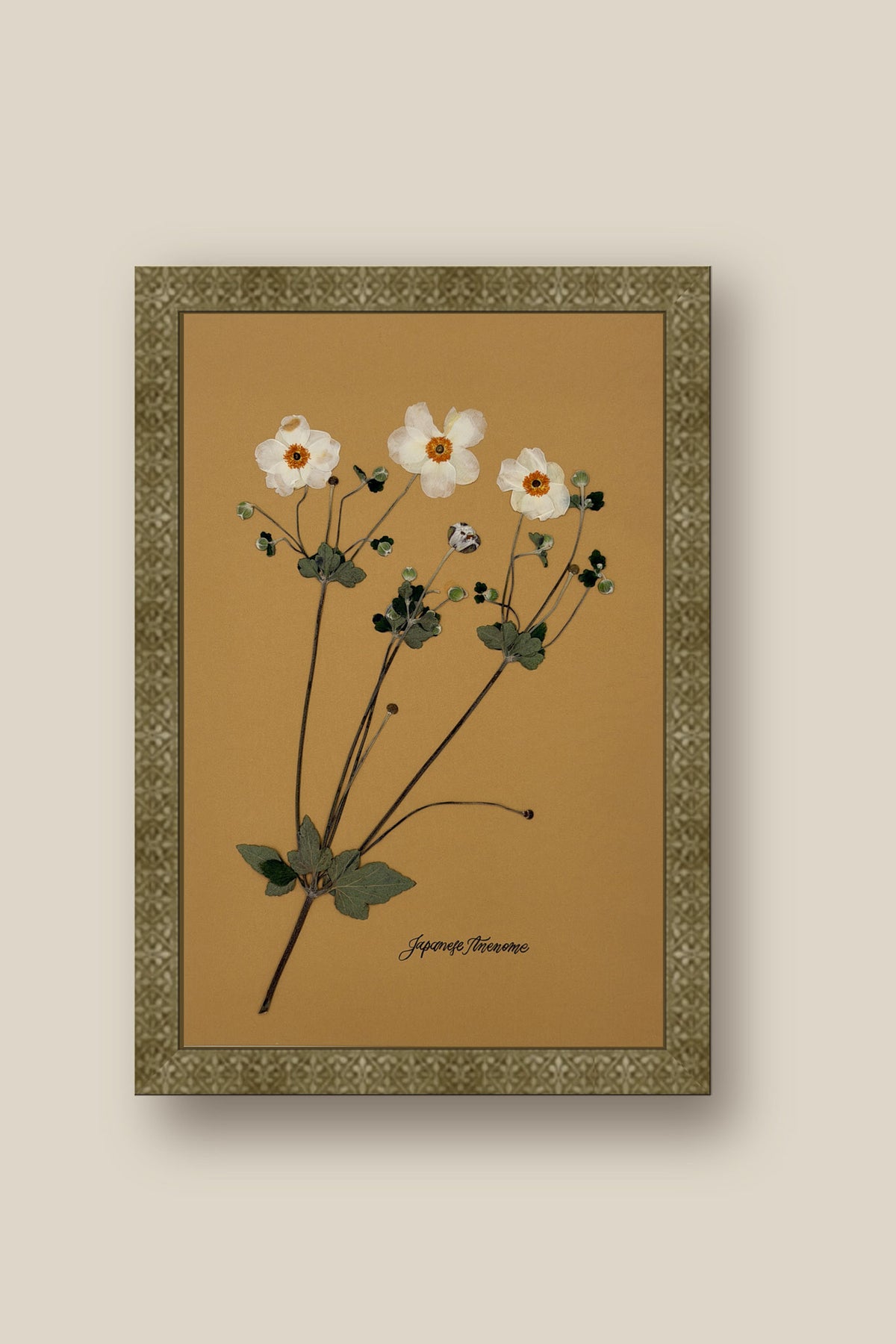 Japanese Anenome 2 Framed