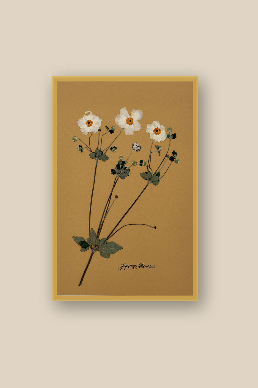 Japanese Anenome 2 Framed