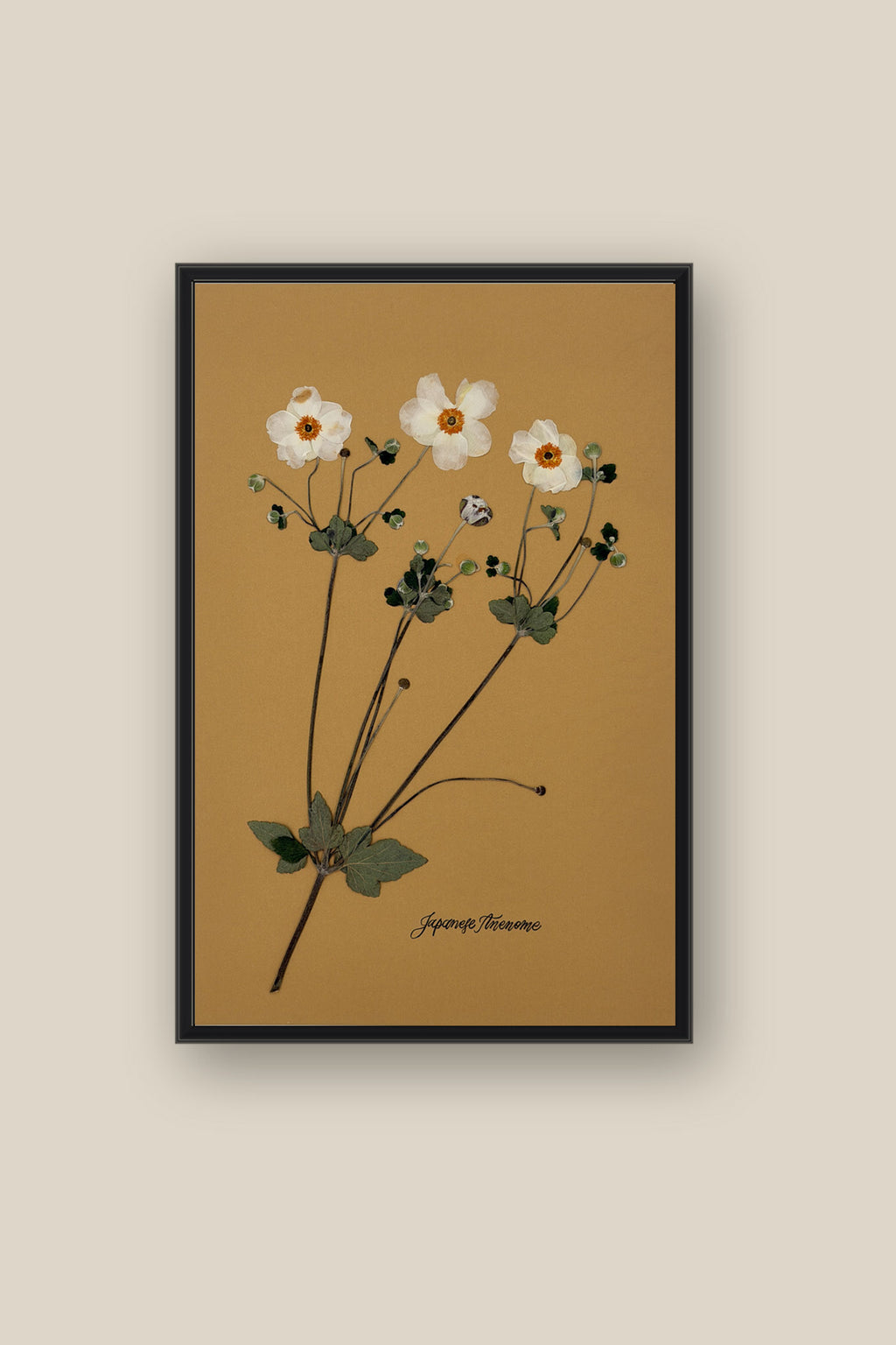 Japanese Anenome 2 Framed