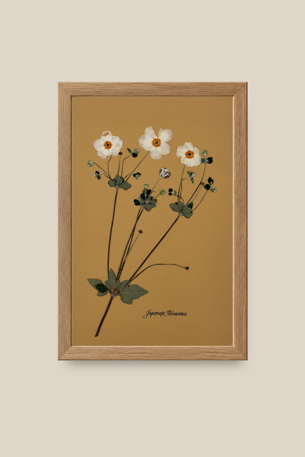 Japanese Anenome 2 Framed