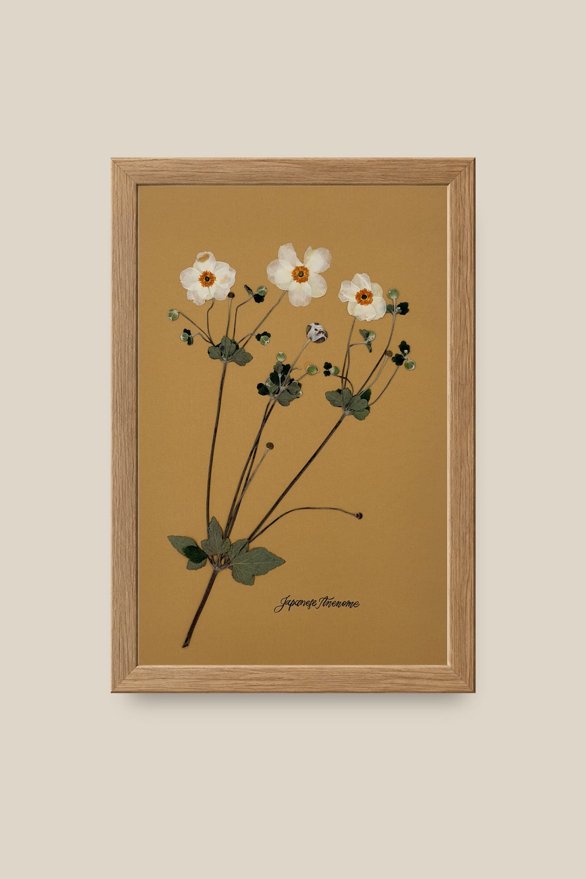 Japanese Anenome 2 Framed