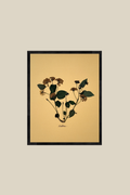 Lantana