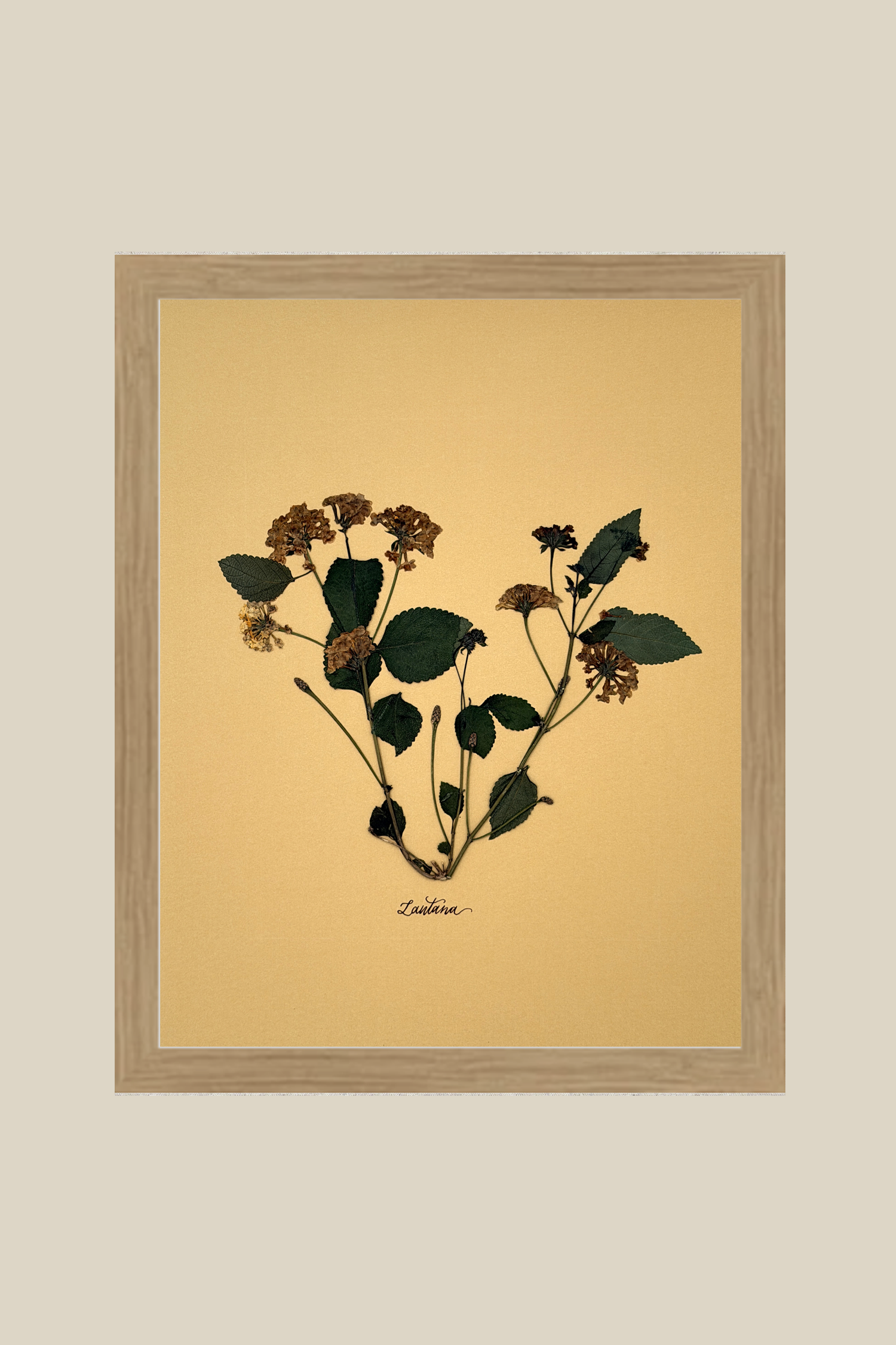 Lantana