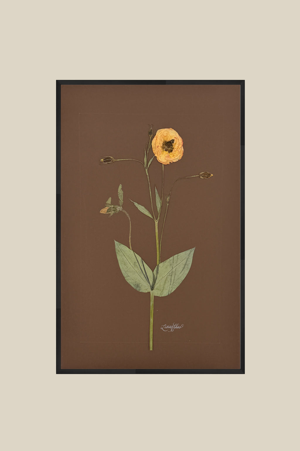 Lisianthus on Chocolate