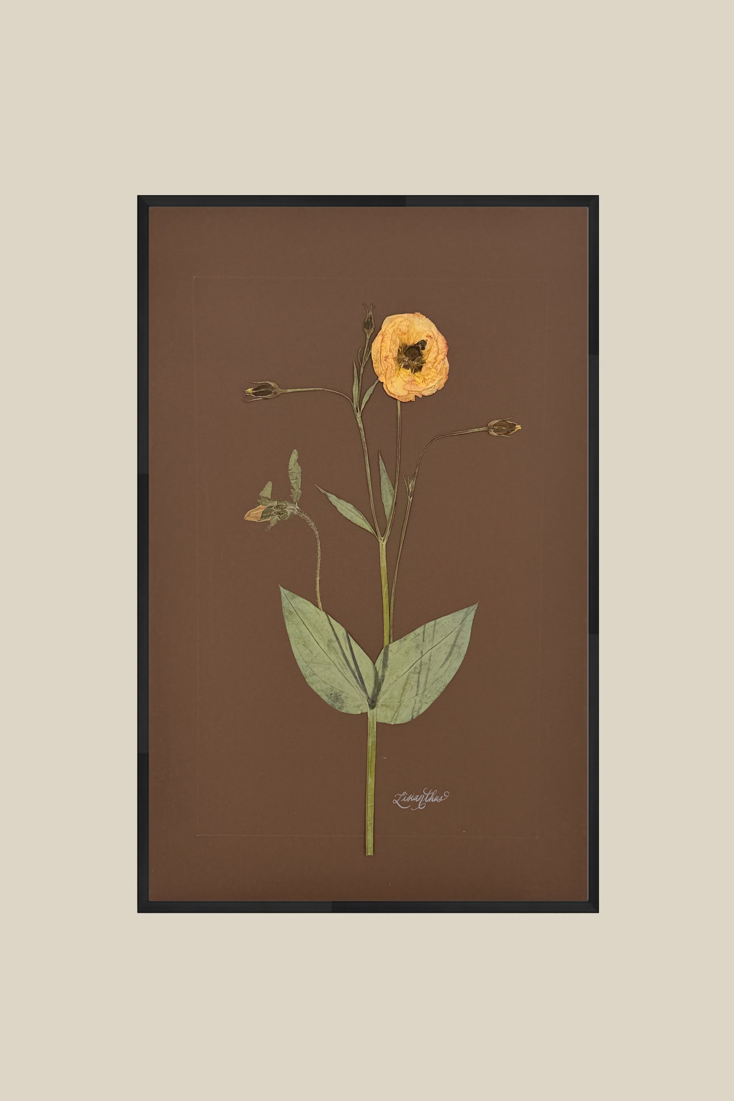 Lisianthus on Chocolate