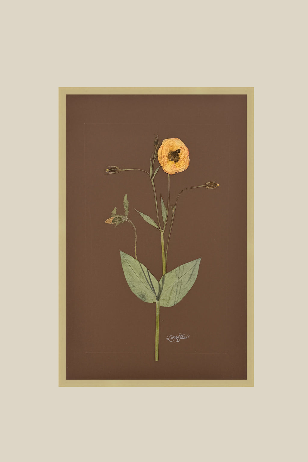 Lisianthus on Chocolate