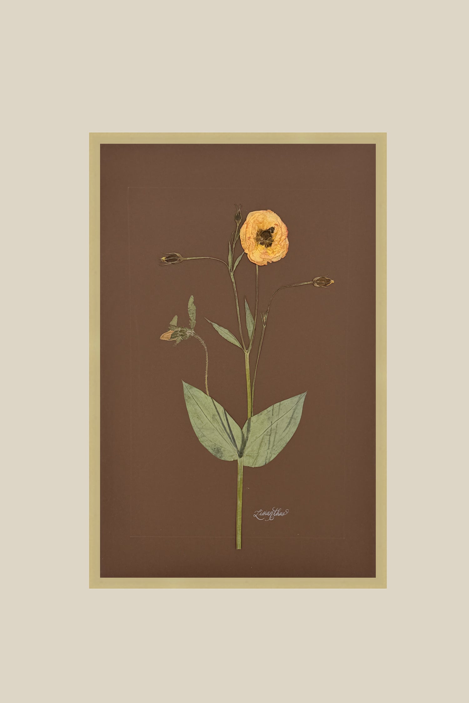 Lisianthus on Chocolate